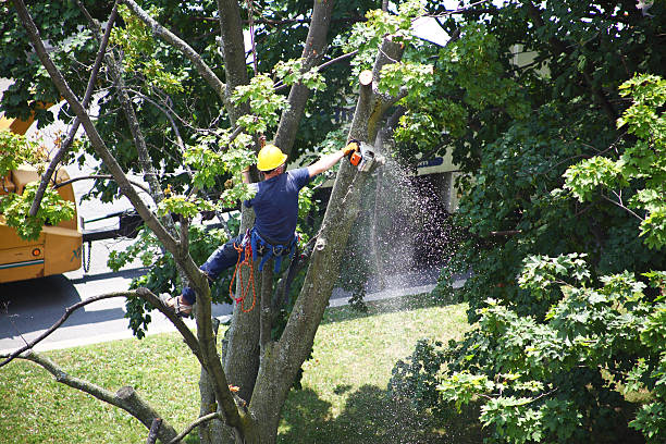 Best Tree Mulching  in Cannon Falls, MN